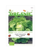 lechuga hilde (semillas ecológicas)