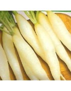 rabanito candela de hielo (semillas ecológicas)