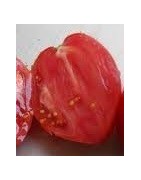 semillas de tomate corazón de buey