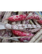 Judia siberiana (semillas ecológicas)