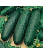 Pepino Marketmore - semillas no tratadas