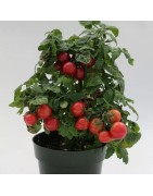 Tomate Sweet & Neat Cherrie Kisses