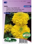 tagete amarillo doble sorisa (Tagetes erecta)