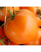 tomate Ilse's Yellow Latvian