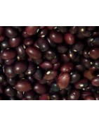 semillas de alubia carico montañes