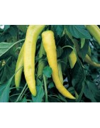 Pimiento dulce amarillo sweet banana - semillas no tratadas