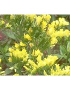 Statice Sunburst Yellow - semillas no tratadas