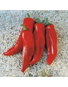 pimiento rojo cuerno de toro (semillas no tratadas)