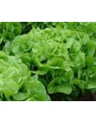 semillas de lechuga hoja de roble verde