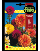 dalia decorativa variada