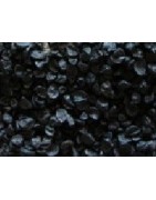 cebolla para germinados (semillas ecológicas)