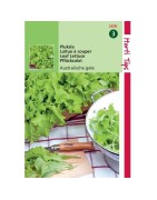 lechuga rubia australiana