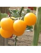 tomate tangidel (semillas ecológicas)