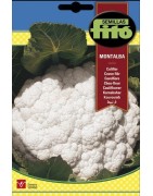 coliflor Montalba