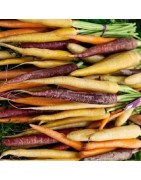 Zanahoria rainbow F1 - semillas no tratadas