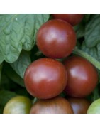 Tomate Brown Berry