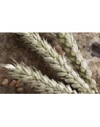 espelta (semillas ecológicas)