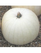 Calabaza Gigante Snowman