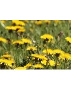 Diente de león - semillas no tratadas