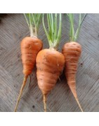 zanahoria chantenay corazon rojo 2 - semillas no tratadas