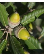 planta de encina cantábrica en contenedor (quercus ilex ilex)