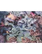Kale Red Russian (semillas ecológicas)