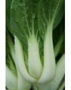 pak choi glacier F1 (semillas sin tratamiento)