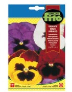 pensamiento gigante suizo variado