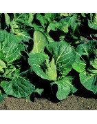 Col F1 Repollo Picudo