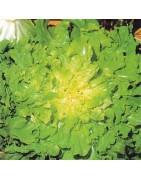 Escarola Blond Full Heart - semillas no tratadas