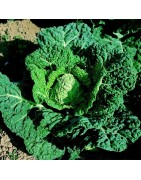 Col Milanesa Vorbote 3 (Semillas Ecológicas)