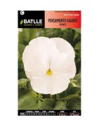 pensamiento gigante blanco