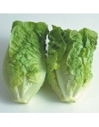 Lechuga Little Gem