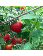 tomate príncipe borghese - semillas no tratadas