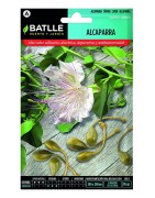 alcaparras (capraris spinosa)