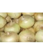 cebolla blanca de Fuentes - semillas ecológicas