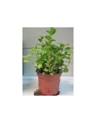 planta de menta en maceta de 11 cm