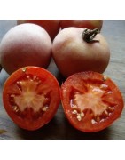 semillas ecológicas de tomate de colgar mala cara