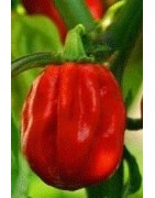 pimiento habanero - semillas ecológicas