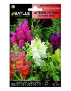 antirrino semi enano flor grande variado