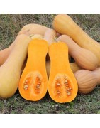 Calabaza Waltham butternut - semillas no tratadas