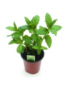 Menta Piperita