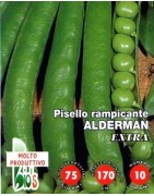 guisante alderman - semillas ecologicas