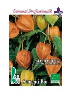 alquejenje - physalis alkekengi -  (semillas ecológicas)