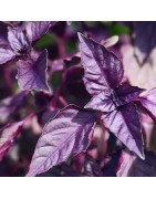 Albahaca morada (Semillas no trtadas)