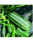 Calabacín bush baby F1 - no tratadas