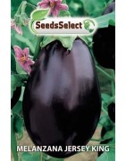berenjena Jersey king