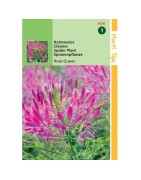 Cleome - flor araña (Cleome spinosa)