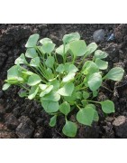 lechuga de los mineros (Claytonia perfoliata) semillas ecológicas