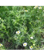 Manzanilla - semillas no tratadas